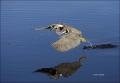 Florida;Southeast-USA;Tricolored-Heron;Egretta-tricolor;flying-bird;one-animal;c